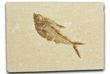 Detailed Fossil Fish (Diplomystus) - Wyoming #355603-1